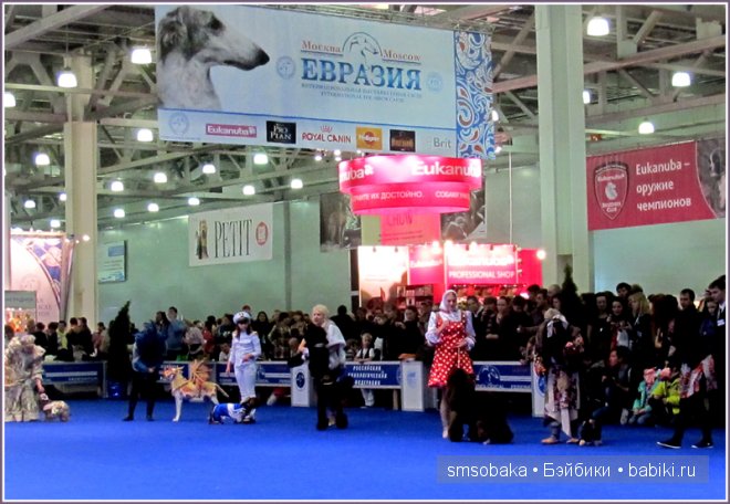 Лилечка Annette Himstedt на выставке собак "Евразия 2014"