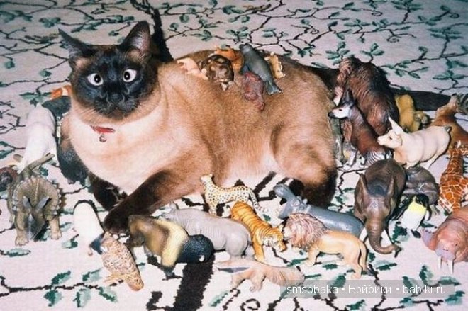 Смешинки с участием игрушек