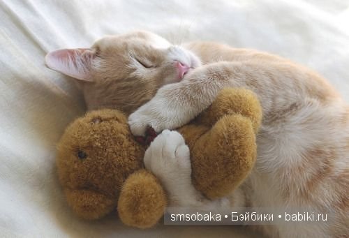 Смешинки с участием игрушек