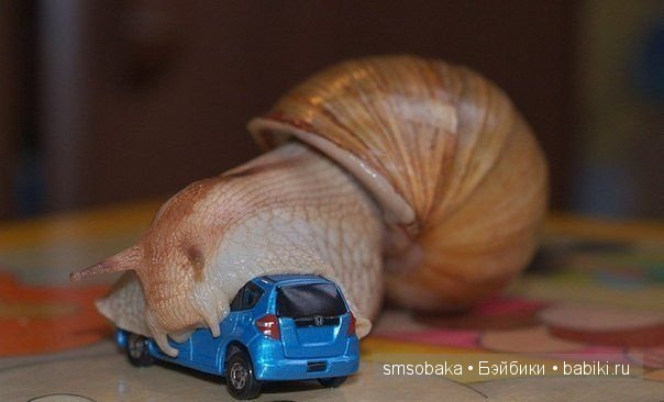Смешинки с участием игрушек