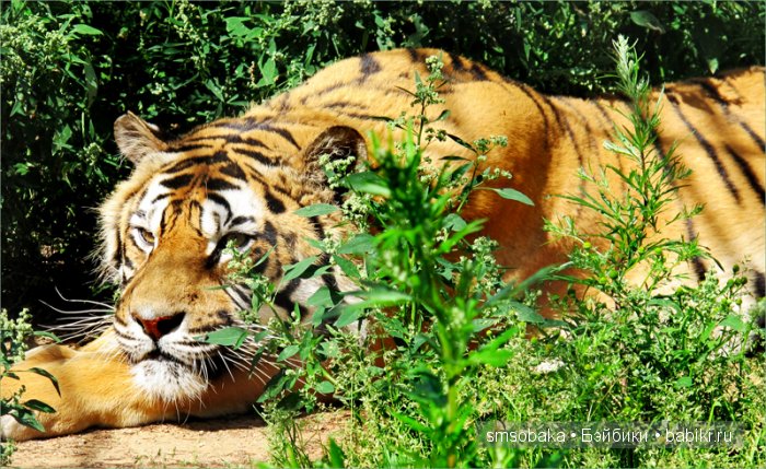 Леночкино лето. Живая кукла. часть 2 - Селигер