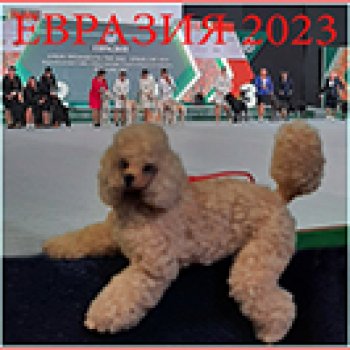 Мой Юбилей 12 лет! Выставка собак "Евразия 2023"