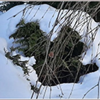 Зима вернулась в Москву