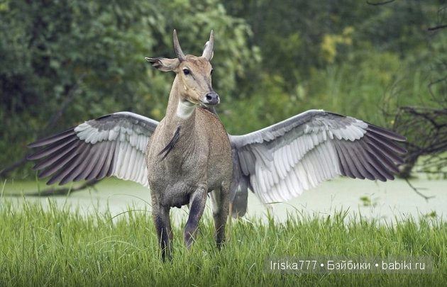 Ах, обмануть меня не трудно, я сам обманываться рад. Мир иллюзий
