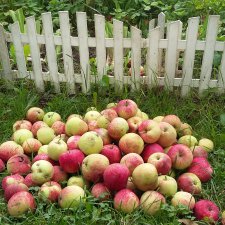 Дачный ВЕРНИСАЖ