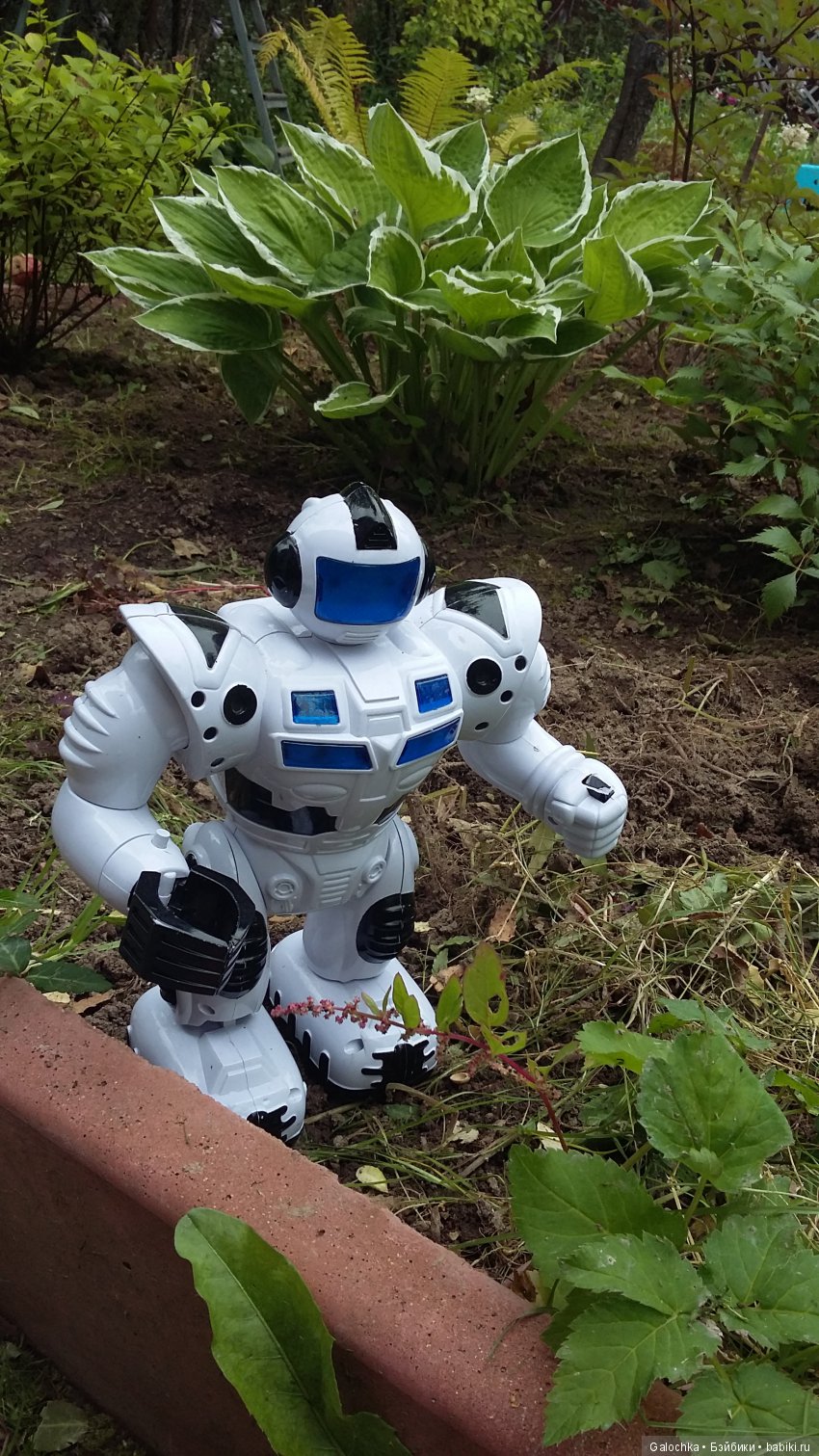 Дачный ВЕРНИСАЖ — Интересное и необычное: фотоподборки (фото 3)