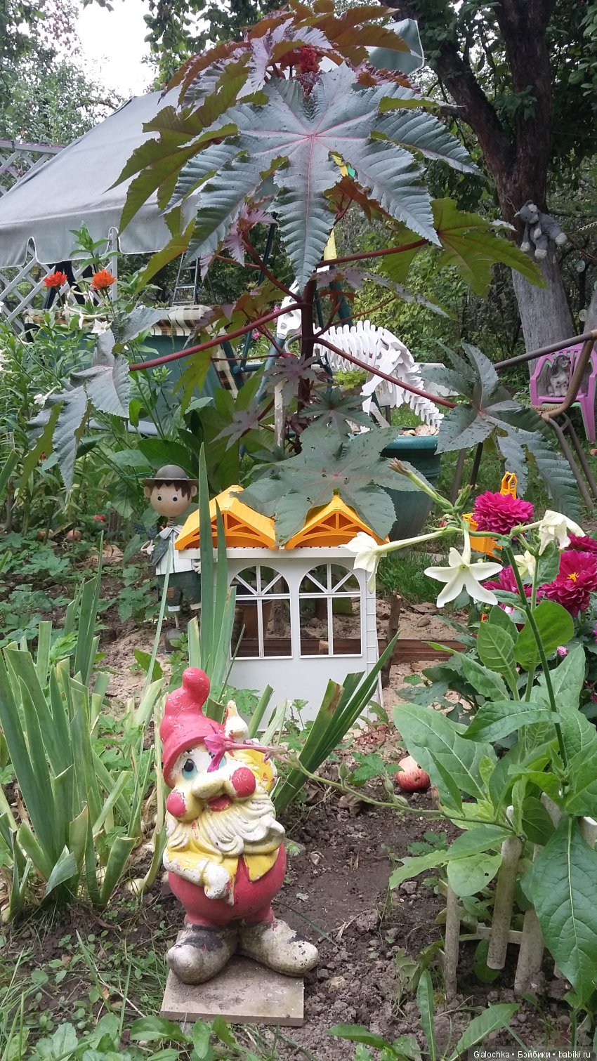 Дачный ВЕРНИСАЖ — Интересное и необычное: фотоподборки