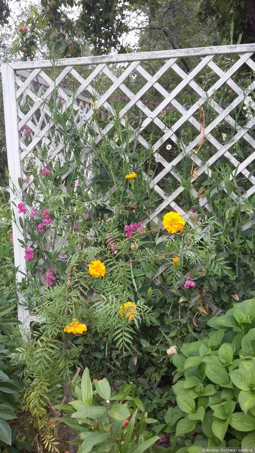 Дачный ВЕРНИСАЖ — Интересное и необычное: фотоподборки