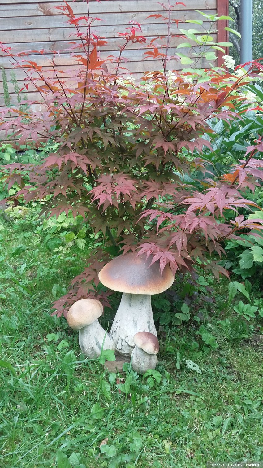 Дачный ВЕРНИСАЖ — Интересное и необычное: фотоподборки