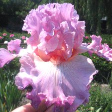 Красота в пастельных тонах.