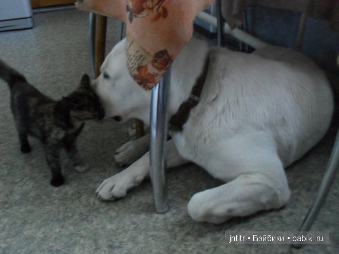 Как кошка с собакой или бывает по другому у братьев наших меньших (фото 9)