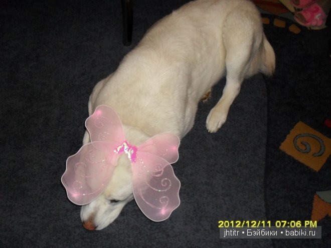 Как кошка с собакой или бывает по другому у братьев наших меньших (фото 2)