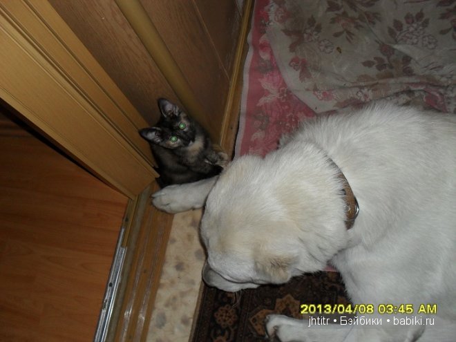 Как кошка с собакой или бывает по другому у братьев наших меньших (фото 7)