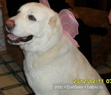 Как кошка с собакой или бывает по другому у братьев наших меньших (фото 4)