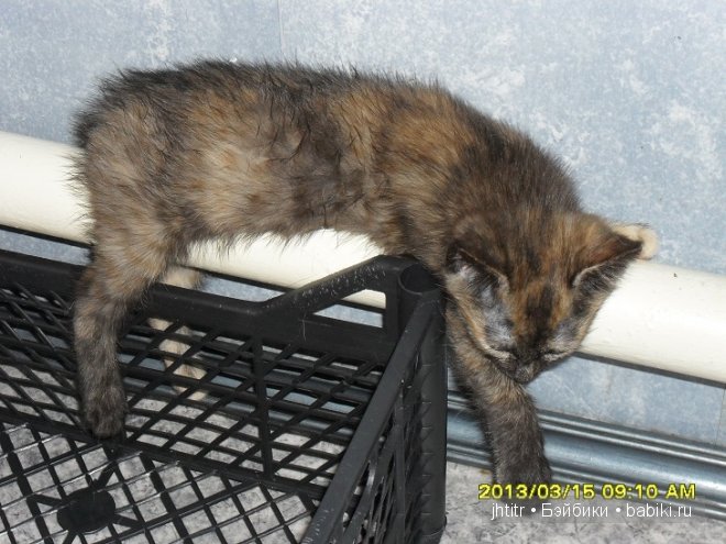 Как кошка с собакой или бывает по другому у братьев наших меньших (фото 6)