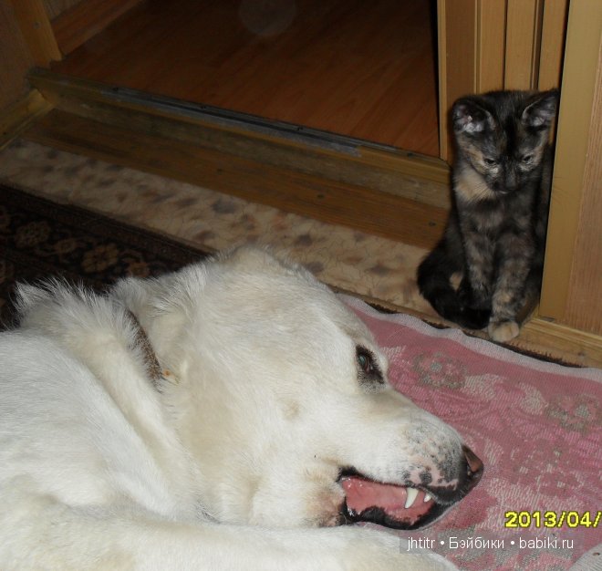 Как кошка с собакой или бывает по другому у братьев наших меньших (фото 8)