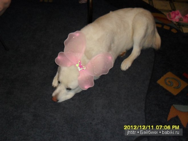 Как кошка с собакой или бывает по другому у братьев наших меньших