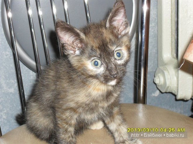 Как кошка с собакой или бывает по другому у братьев наших меньших (фото 5)