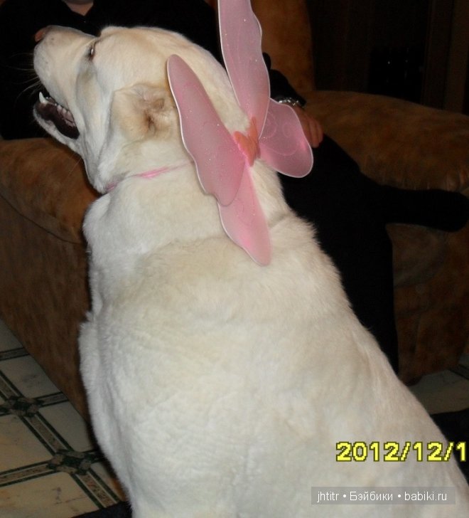 Как кошка с собакой или бывает по другому у братьев наших меньших (фото 3)