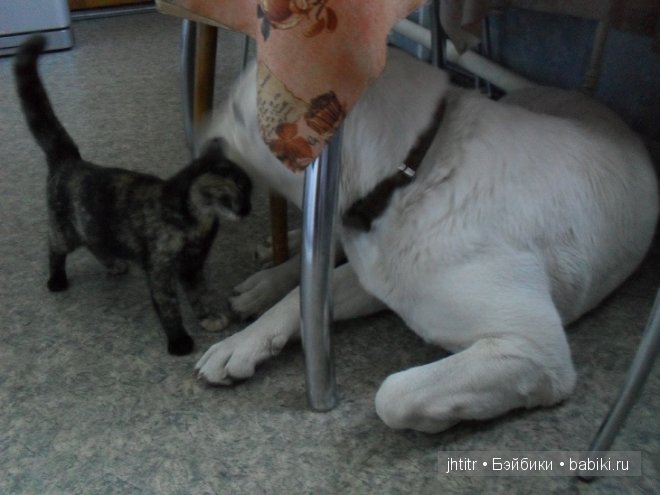 Как кошка с собакой или бывает по другому у братьев наших меньших (фото 10)