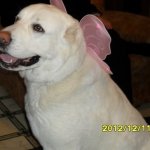 Как кошка с собакой  или бывает по другому у братьев наших меньших ?