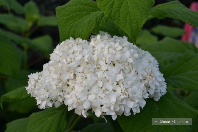 Старый Оскол