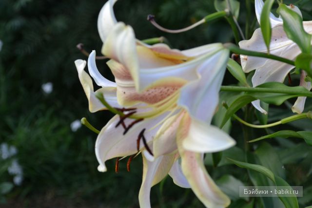 Старый Оскол