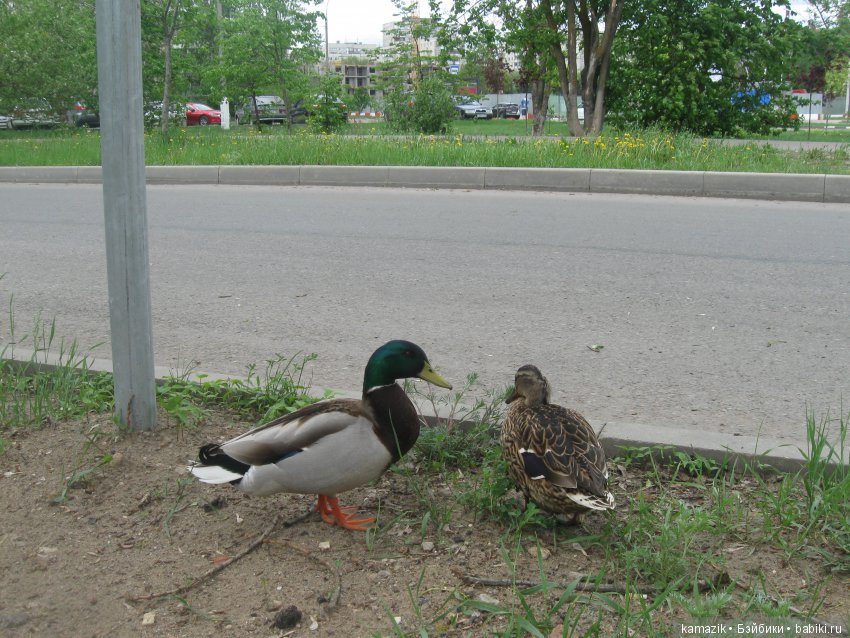 Район Камазовка. Конкурс красоты - это не только подиум, но и путешествия (фото 9)