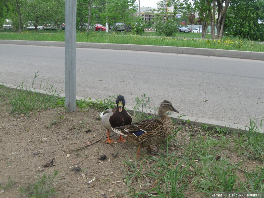 Район Камазовка. Конкурс красоты - это не только подиум, но и путешествия (фото 8)