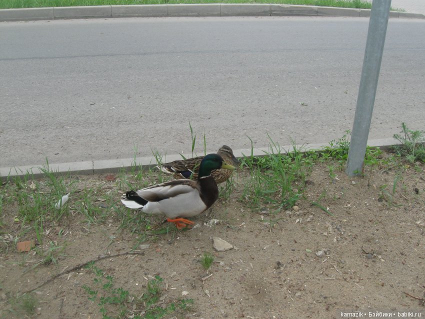 Район Камазовка. Конкурс красоты - это не только подиум, но и путешествия (фото 7)