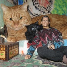 Рыжий пушистый захват