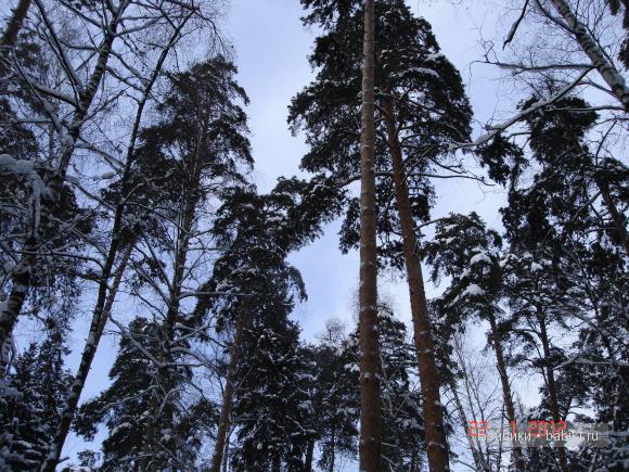 Выход в лес — Куклы Fairyland (ФэйриЛэнд): BJD (БЖД)