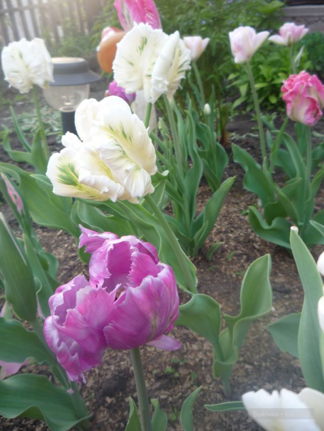 Пипина, Сюзан Липпл