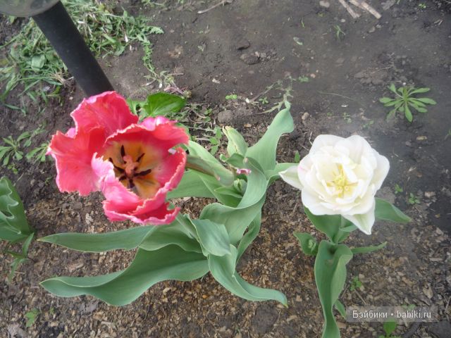 Пипина, Сюзан Липпл