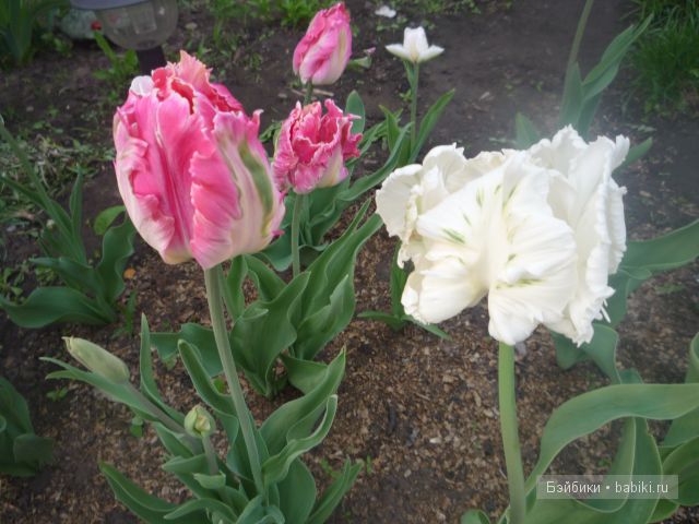 Пипина, Сюзан Липпл