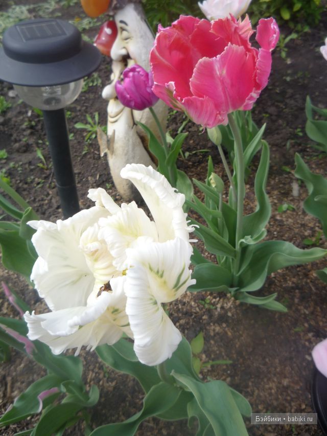 Пипина, Сюзан Липпл