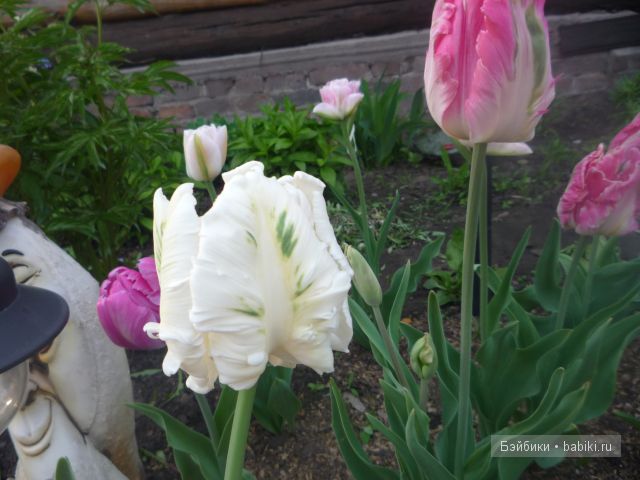 Пипина, Сюзан Липпл