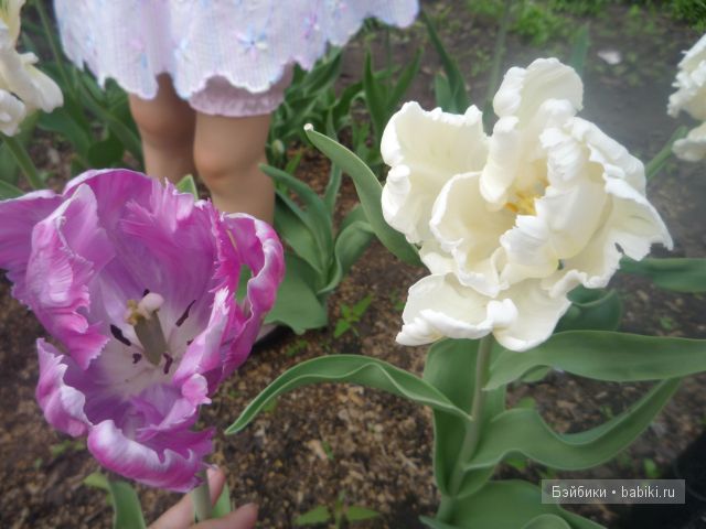 Пипина, Сюзан Липпл