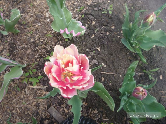 Пипина, Сюзан Липпл