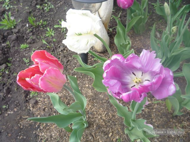 Пипина, Сюзан Липпл