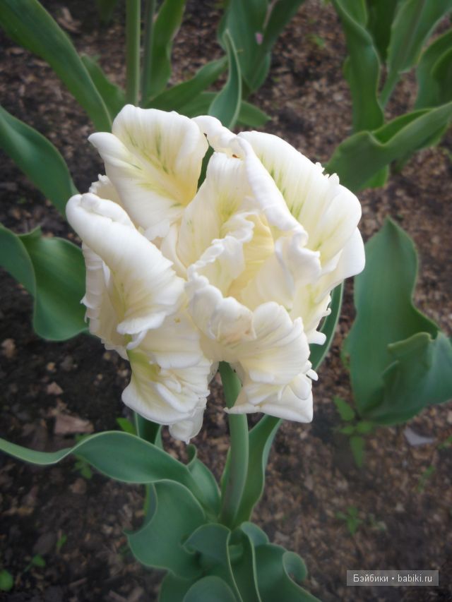 Пипина, Сюзан Липпл