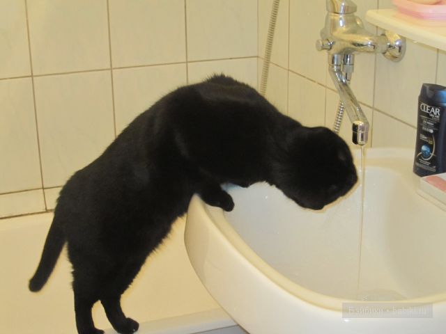 Френсис "пьёт"