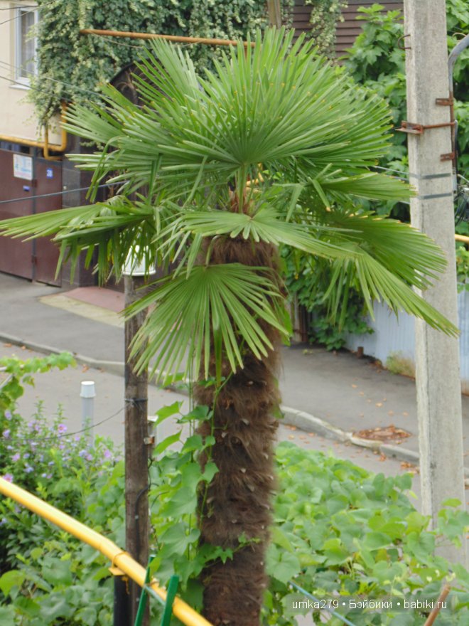 БЖД, Зои, Анте, пукифи