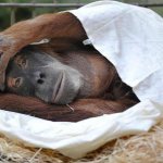 Когда болит голова...:)