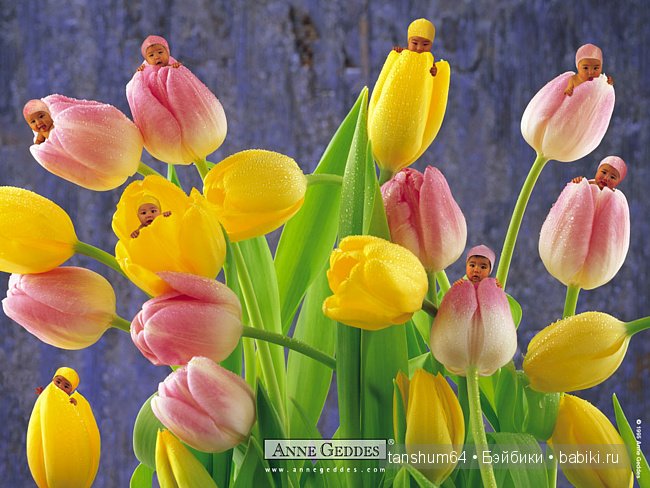 Легенда о тюльпане от Катерины Heidi Plusczok