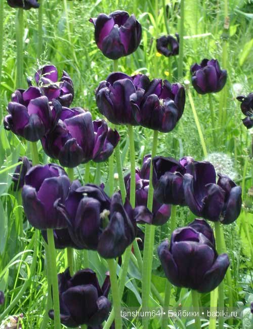 Легенда о тюльпане от Катерины Heidi Plusczok