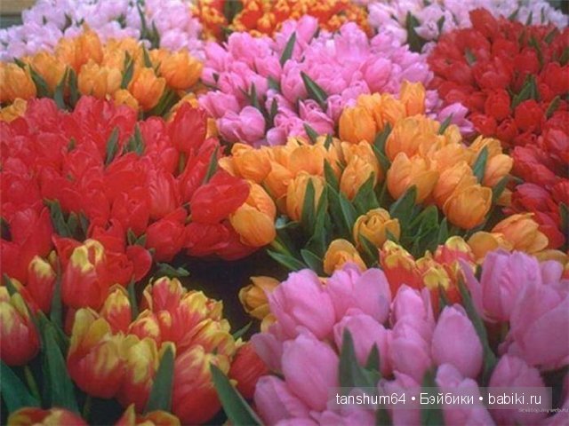 Легенда о тюльпане от Катерины Heidi Plusczok (фото 9)