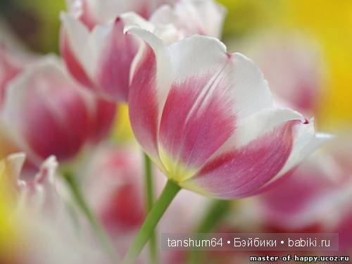 Легенда о тюльпане от Катерины Heidi Plusczok (фото 3)