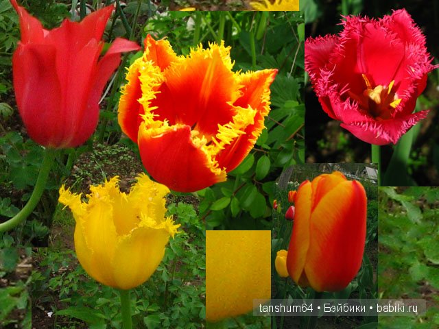 Легенда о тюльпане от Катерины Heidi Plusczok (фото 2)