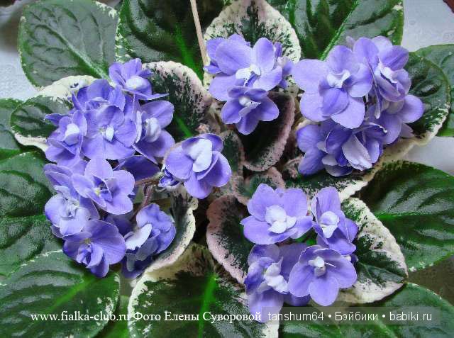 "Моя фиалочка" - новый наряд для Доротеи от Heidi Plusczok (выпуск 2002 года, Zapf) (фото 2)